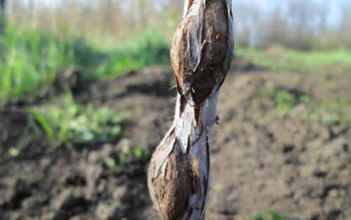 Рак малины. Бактериальные болезни малины в картинках и их лечение