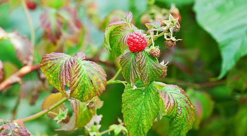Рак у малины. Бактериальные болезни малины в картинках и их лечение 06