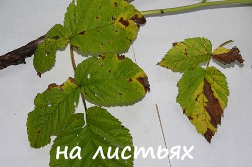 Процветок пурпуровая пятнистость малины. Как определить дидимеллу?