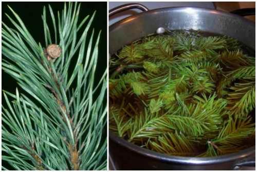 Народные средства от вредителей сада. Народные рецепты против насекомых — вредителей растений