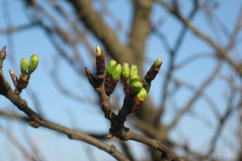 Обработка яблонь весной народными средствами. Этапы обработки
