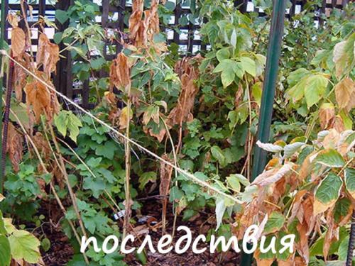 Процветок пурпуровая пятнистость малины. Как определить дидимеллу?