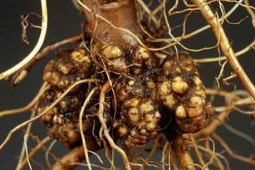 Рак стеблей малины. Основные симптомы