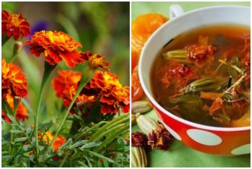 Народные средства от вредителей сада. Народные рецепты против насекомых — вредителей растений