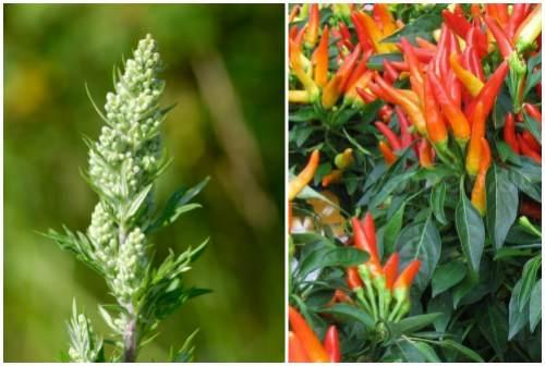 Народные средства от вредителей сада. Народные рецепты против насекомых — вредителей растений