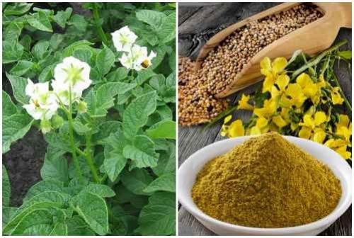 Народные средства от вредителей сада. Народные рецепты против насекомых — вредителей растений