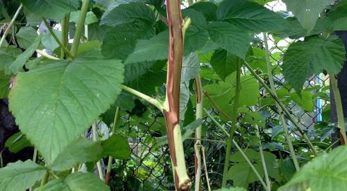 Рак у малины. Бактериальные болезни малины в картинках и их лечение 07