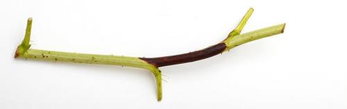 Рак у малины. Бактериальные болезни малины в картинках и их лечение 05