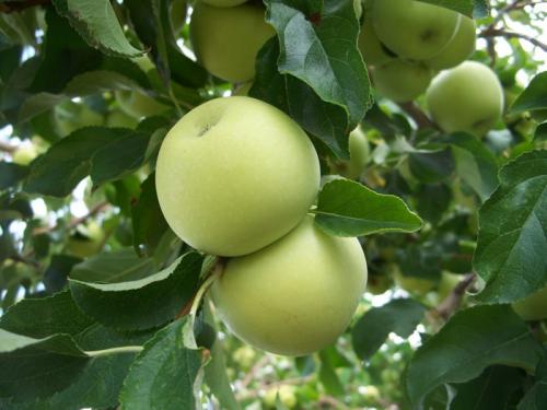 Сорт летних сладких яблок. Летние сорта яблонь