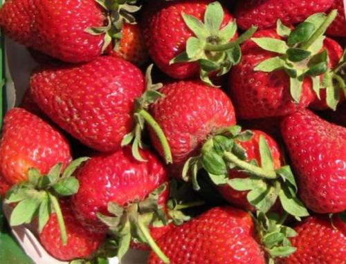 Ремонтантная клубника альбион выращивание и уход. Описание сорта