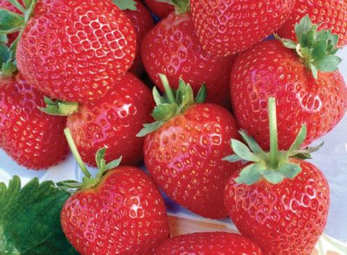 Ремонтантная клубника альбион выращивание и уход. Описание сорта