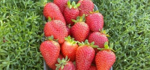 Клубника альбион в теплице. Крупноплодный сорт клубники «Альбион», описание и характеристики