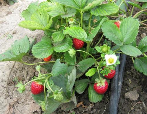 Ремонтантная клубника альбион выращивание и уход. Описание сорта
