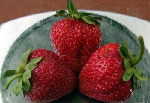 Ремонтантная клубника альбион выращивание и уход. Описание сорта