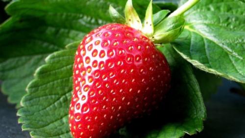 Клубника альбион в теплице. Крупноплодный сорт клубники «Альбион», описание и характеристики