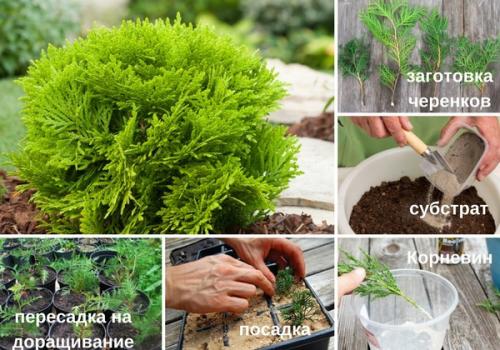 Как быстро растет туя из черенка. Подходящее время для черенкования туи