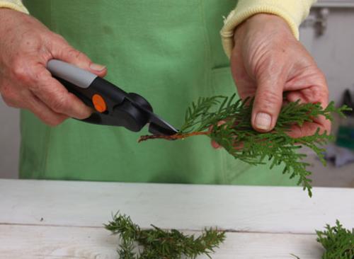 Как черенковать тую зимой. Зимнее черенкование хвойных: мастер-класс от Ирины Поповой, опытного садовода-дачника