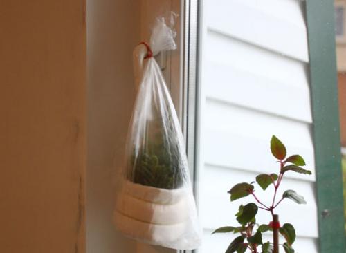 Как черенковать тую зимой. Зимнее черенкование хвойных: мастер-класс от Ирины Поповой, опытного садовода-дачника