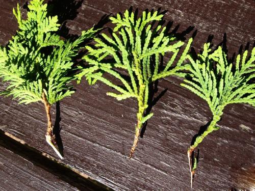 Как вырастить тую из ветки. 5 быстрых способов размножить тую в домашних условиях