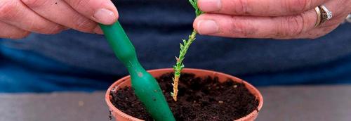 Когда черенкуют тую. Подготовка черенков туи для размножения весной 02