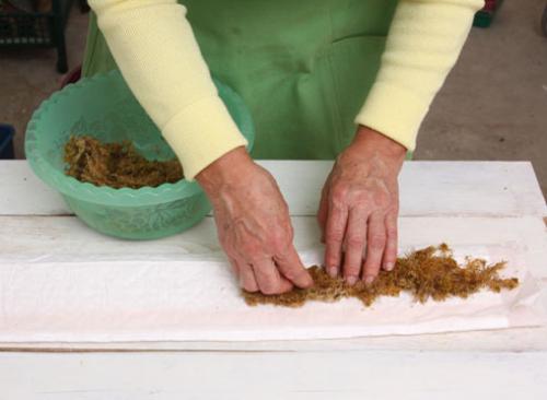 Как черенковать тую зимой. Зимнее черенкование хвойных: мастер-класс от Ирины Поповой, опытного садовода-дачника