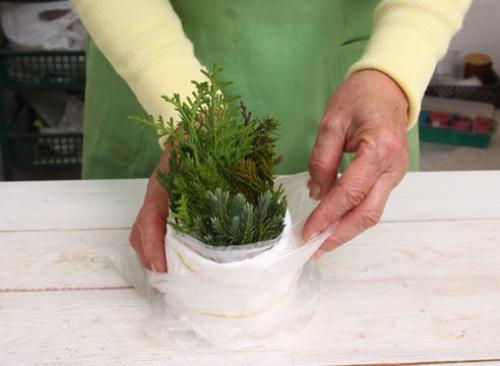 Как черенковать тую зимой. Зимнее черенкование хвойных: мастер-класс от Ирины Поповой, опытного садовода-дачника