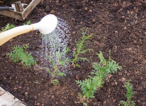 Как черенковать тую зимой. Зимнее черенкование хвойных: мастер-класс от Ирины Поповой, опытного садовода-дачника