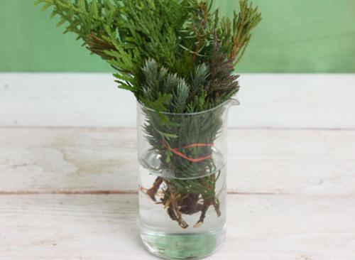 Как черенковать тую зимой. Зимнее черенкование хвойных: мастер-класс от Ирины Поповой, опытного садовода-дачника