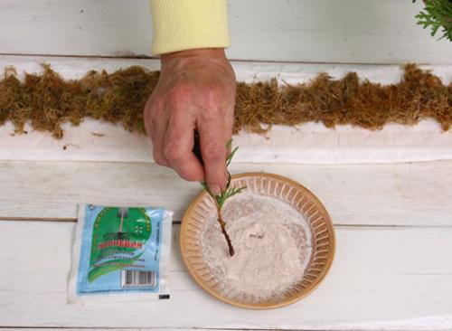 Как черенковать тую зимой. Зимнее черенкование хвойных: мастер-класс от Ирины Поповой, опытного садовода-дачника