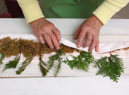 Как черенковать тую зимой. Зимнее черенкование хвойных: мастер-класс от Ирины Поповой, опытного садовода-дачника