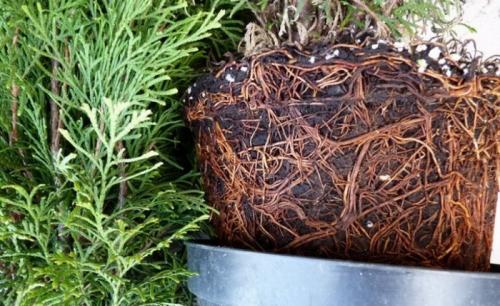 Как вырастить тую из ветки. 5 быстрых способов размножить тую в домашних условиях