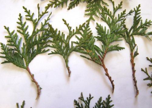 Как быстро растет туя из черенка. Подходящее время для черенкования туи