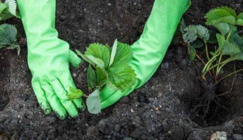 Красная варежка клубника. Отзывы клубника красная варежка выращивание из семян 04