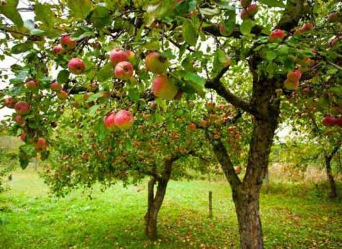 Ранние сладкие сорта яблок. Ранние сорта яблок для Подмосковья