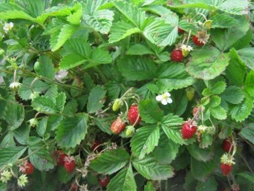 Земляника Барон Солемахер