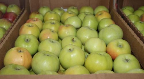 Самые сладкие зимние сорта яблок. Всё про зимние сорта яблок