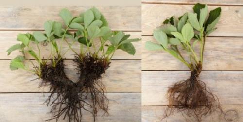 Земляника Барон Солемахер