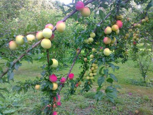 Ранние сладкие сорта яблок. Ранние сорта яблок для Подмосковья