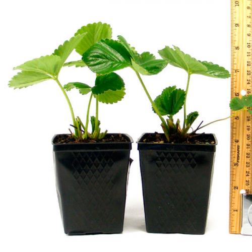 Клубника фреска. Земляника садовая ремонантная «Фреска f1» — раннеспелый сорт с длительным плодоношением