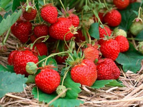 Клубника фреска. Земляника садовая ремонантная «Фреска f1» — раннеспелый сорт с длительным плодоношением