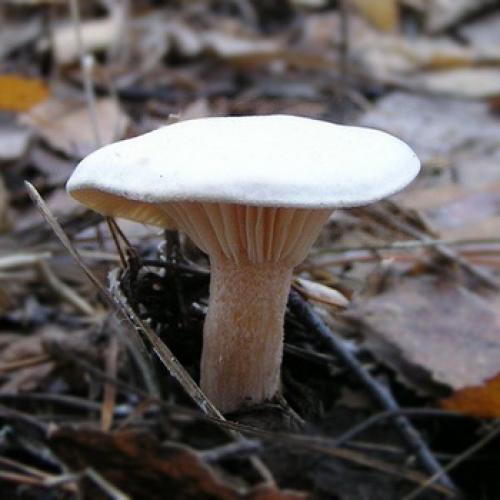 Гриб трутовик на яблоне. Трутовик на яблоне. Лечим 01