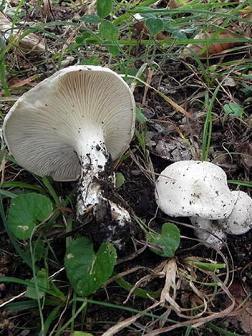 Гриб трутовик на яблоне. Трутовик на яблоне. Лечим 02