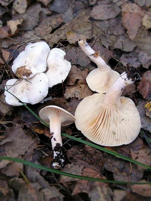 Гриб трутовик на яблоне. Трутовик на яблоне. Лечим 03