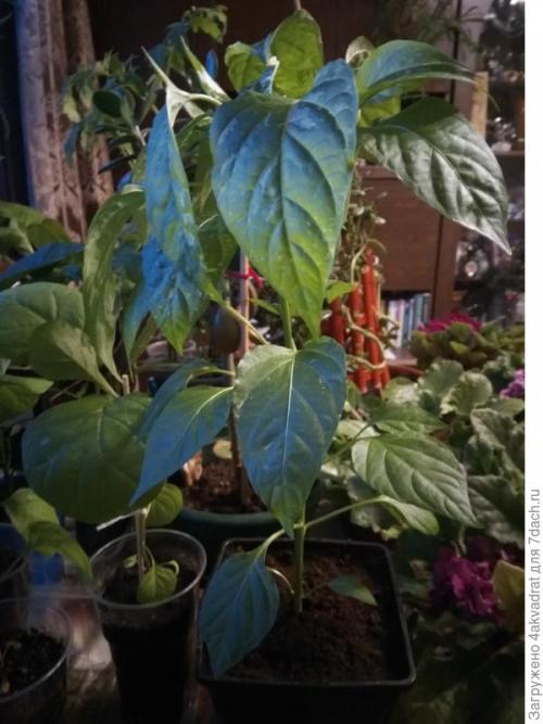 Медян экстра для хвойных, как разводить. Рассада плохо растет, болеет? А давайте позовем на помощь елочку