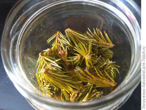 Медян экстра для хвойных, как разводить. Рассада плохо растет, болеет? А давайте позовем на помощь елочку