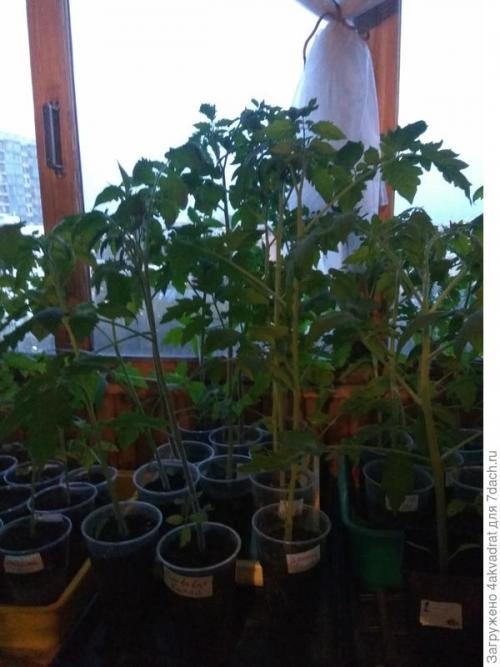 Медян экстра для хвойных, как разводить. Рассада плохо растет, болеет? А давайте позовем на помощь елочку