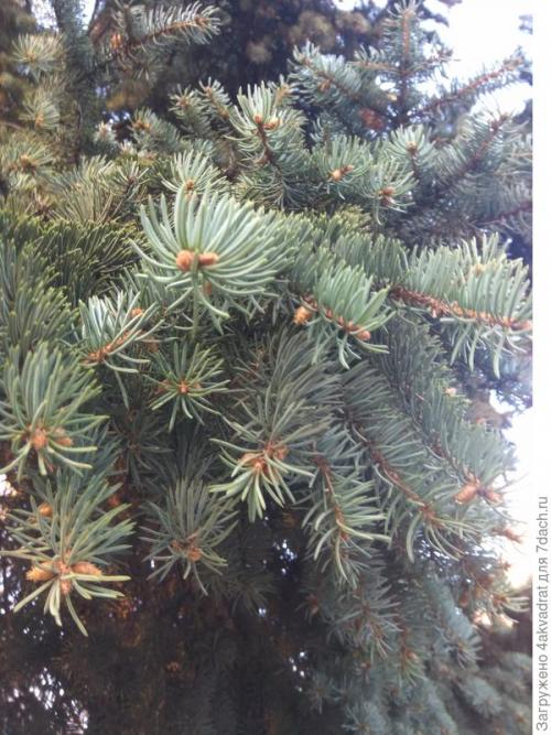 Медян экстра для хвойных, как разводить. Рассада плохо растет, болеет? А давайте позовем на помощь елочку