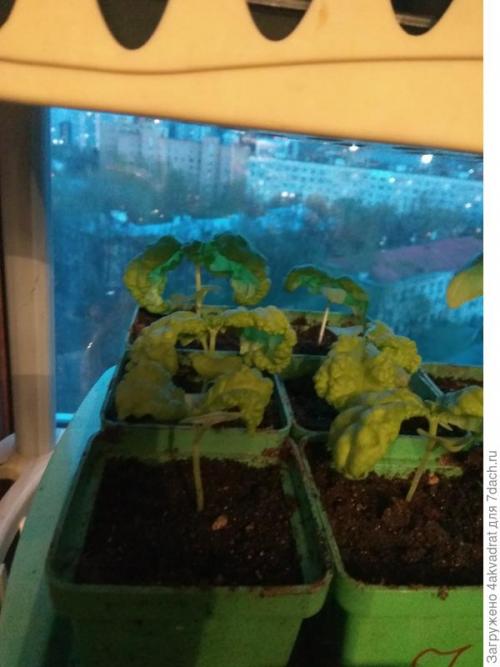 Медян экстра для хвойных, как разводить. Рассада плохо растет, болеет? А давайте позовем на помощь елочку