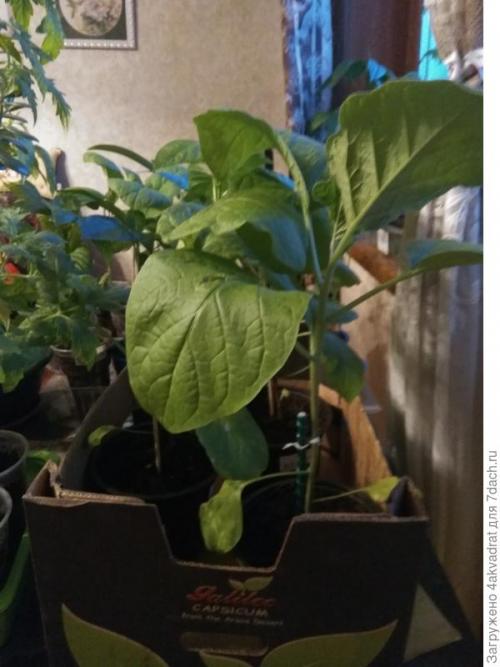 Медян экстра для хвойных, как разводить. Рассада плохо растет, болеет? А давайте позовем на помощь елочку