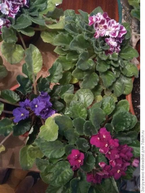 Медян экстра для хвойных, как разводить. Рассада плохо растет, болеет? А давайте позовем на помощь елочку